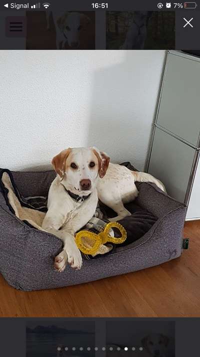 Mischlinge raten - Rätselspaß-Beitrag-Bild