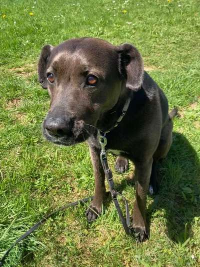 Mischlinge raten - Rätselspaß-Beitrag-Bild