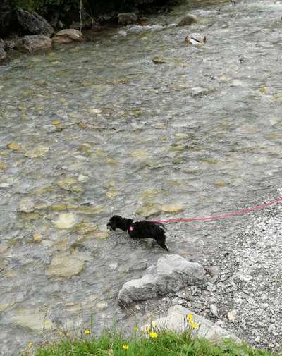 Dogorama-Monats-Challenge-Mai "Wasser"-Beitrag-Bild