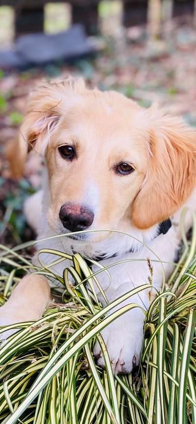 Dogorama Photo Challenge - Hundeblick zum hinschmelzen-Beitrag-Bild