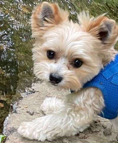 Wie kamt ihr auf die Rasse eures Hundes?-Beitrag-Bild