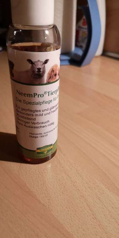 Bravecto-Beitrag-Bild