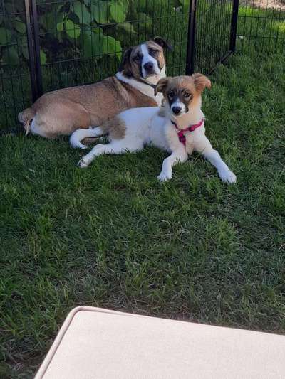 Welpen Bilder !-Beitrag-Bild