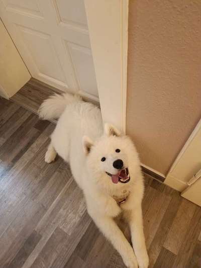 Samojede Besitzer-Beitrag-Bild