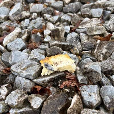 Giftköder-Möglicher Giftköder-Bild