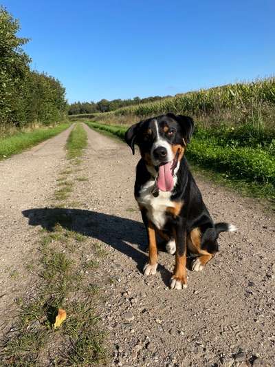 Appenzeller Sennenhunde-Beitrag-Bild