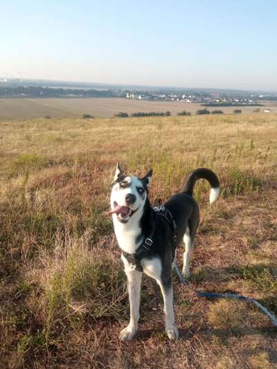 Hundetreffen-Junghund sucht Spielkameraden-Bild