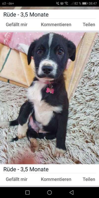 Welpen Bilder !-Beitrag-Bild