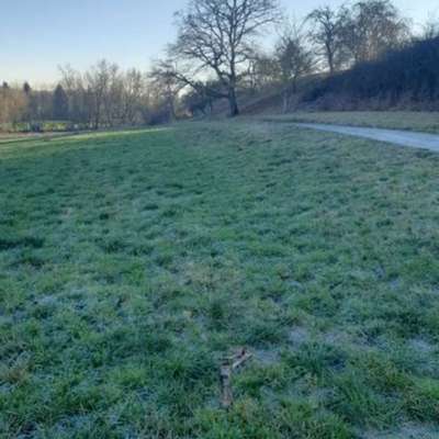 Giftköder-Bein vom Reh - Kadaverrest-Bild