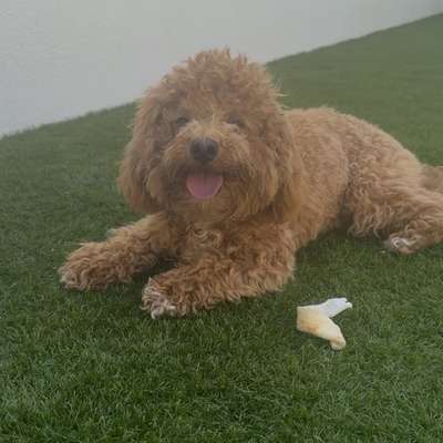 Hundetreffen-Moki sucht einen Freund :)-Bild