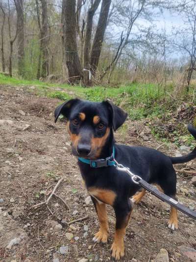 Hundetreffen-Gassirunde/Spielerunde-Bild