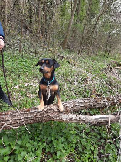 Fotochallenge No. 26                                     Wald und Wiese-Beitrag-Bild