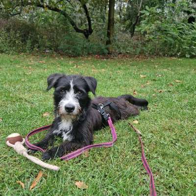 Hundetreffen-Walk in Humboldthain-Bild