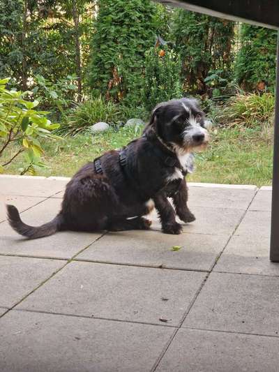 TierschutzhundeStammtisch🐕-Beitrag-Bild