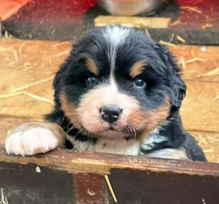 Berner Sennen-Beitrag-Bild