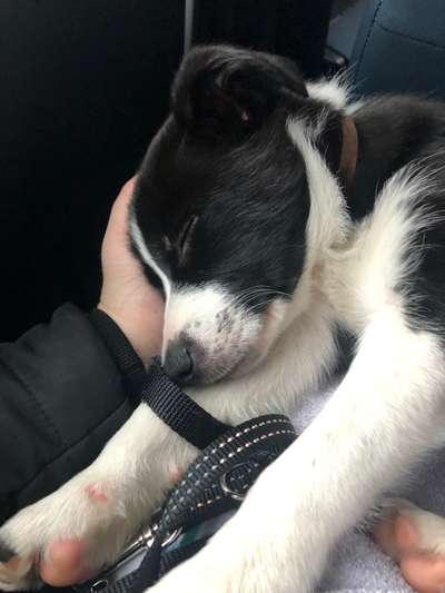 Welpen Bilder !-Beitrag-Bild