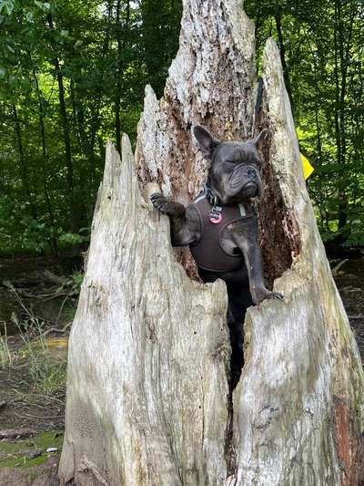 Dogorama Photo Challenge - Mein Holz und ich-Beitrag-Bild