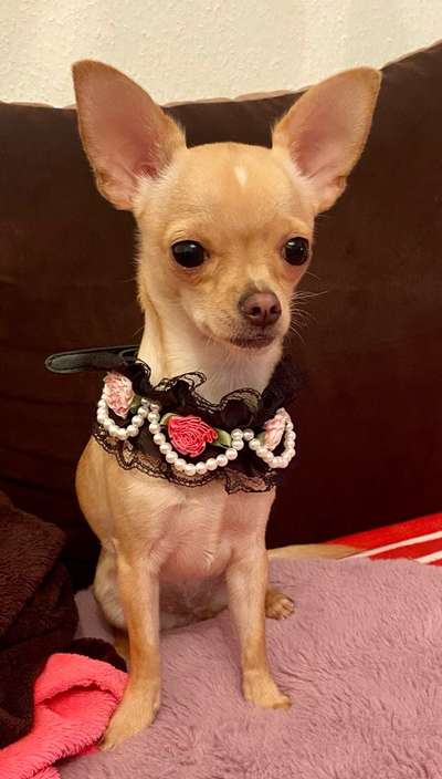 Dogorama Photo Challenge - Tre Chic!-Beitrag-Bild