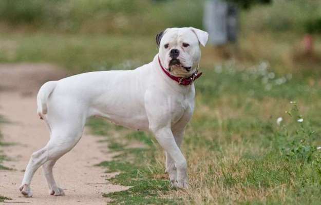 Reinrassige Hunde?-Beitrag-Bild