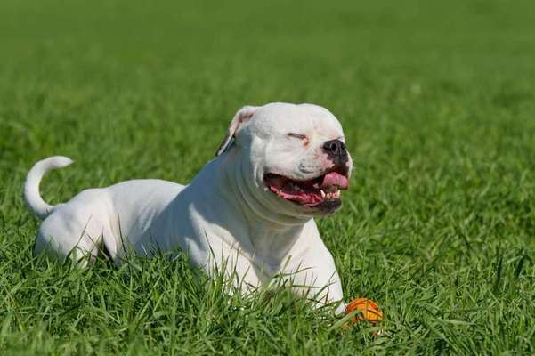 Sind  hier noch andere American Bulldog Leute-Beitrag-Bild