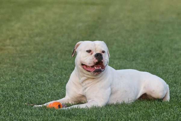 "Bulligere Arten" auch hier? :) Amstaff etc..-Beitrag-Bild