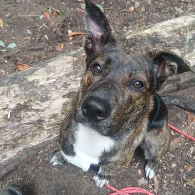 Hundetreffen-Freunde für Pubertier-Bild