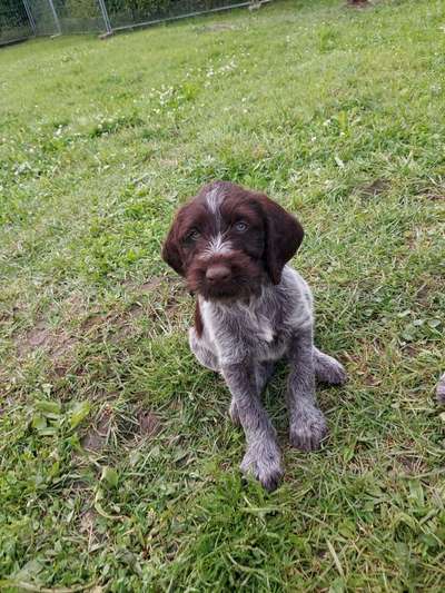 Welpen Bilder !-Beitrag-Bild