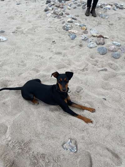 Liebhaber des Deutschen Pinscher gesucht.-Beitrag-Bild