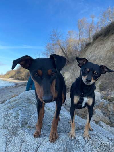 Liebhaber des Deutschen Pinscher gesucht.-Beitrag-Bild