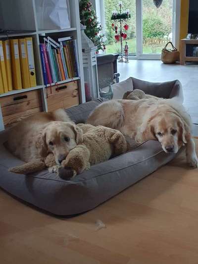 Wo sind die Golden Retriever Liebhaber?-Beitrag-Bild