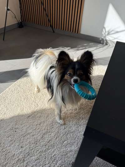 Hundetreffen-Suche kleinen Spielgefährten-Bild