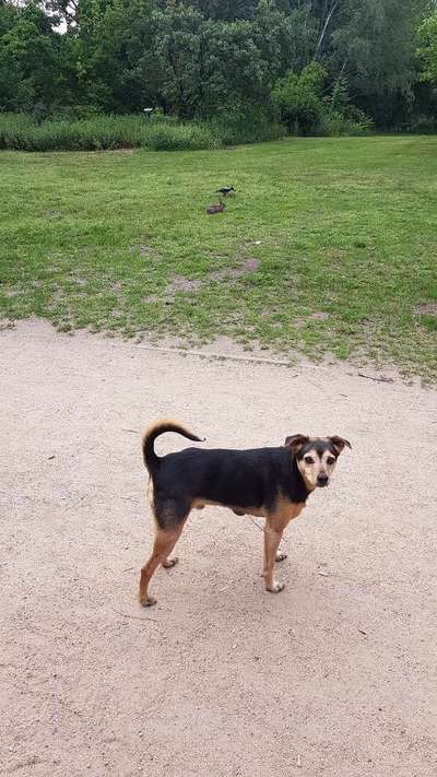 Wie "jung" haben sich eure Hunde gehalten ?-Beitrag-Bild