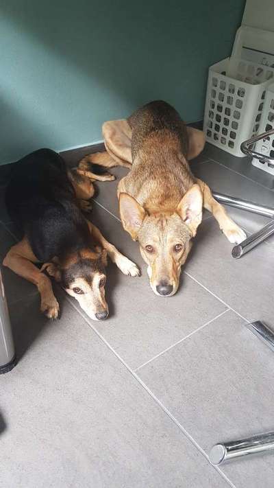 Die Dogorama Monats Challenge "Es grünt und blüht"-Beitrag-Bild