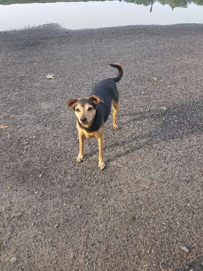 Lipome bei älteren Hunden-Beitrag-Bild