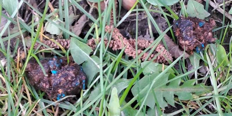 Giftköder-Giftköder mit Schneckenkorn/Rattengift-Bild