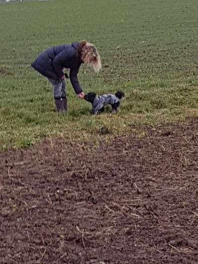 Hundetreffen-Entspannte Gassirunde-Bild