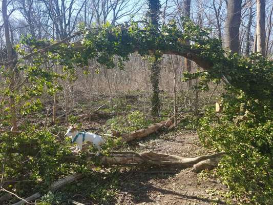 Dogorama Photo Challenge - Zufallsfund beim Gassi-Beitrag-Bild