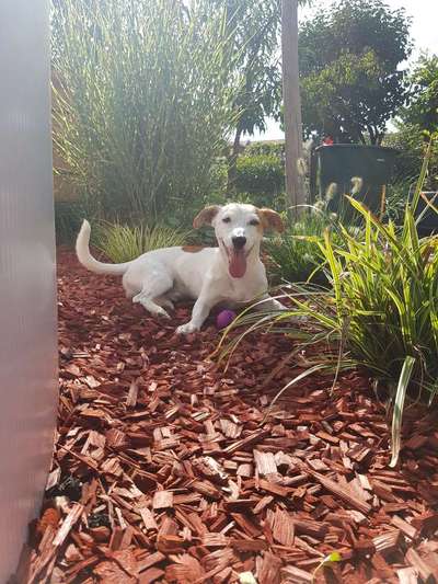 Wo sind die Jack und Parson Russell Terrier?-Beitrag-Bild