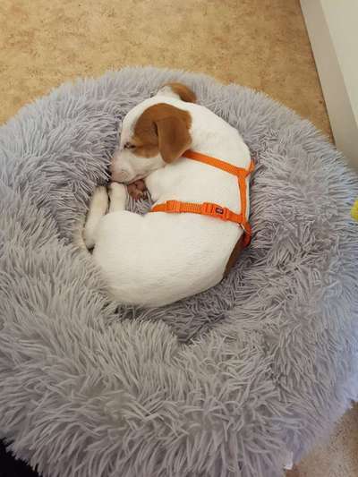 Wo sind die Jack und Parson Russell Terrier?-Beitrag-Bild