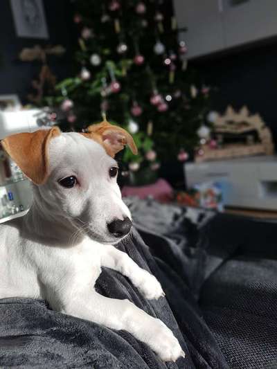 Wo sind die Jack und Parson Russell Terrier?-Beitrag-Bild