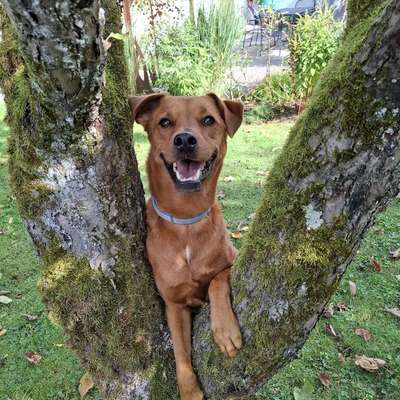 Hundetreffen-Regelmäßige Gassirunden-Bild