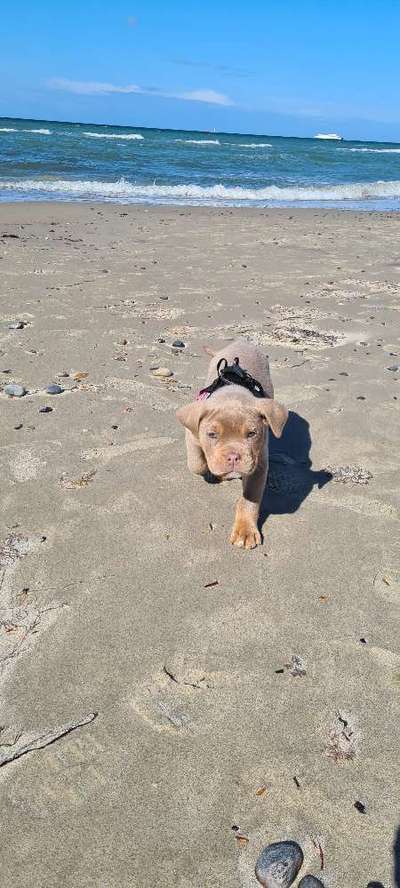 Dogorama-Monats-Challenge-Mai "Wasser"-Beitrag-Bild