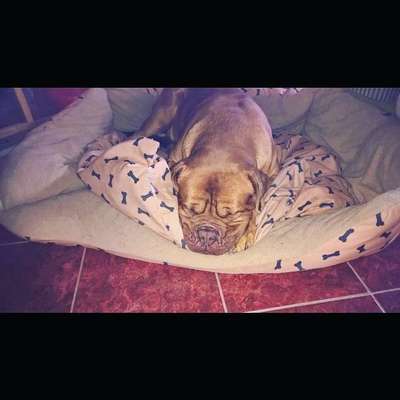 Bordeauxdoggen hier?-Beitrag-Bild