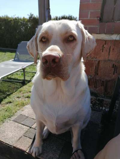 Labradorfans-Beitrag-Bild