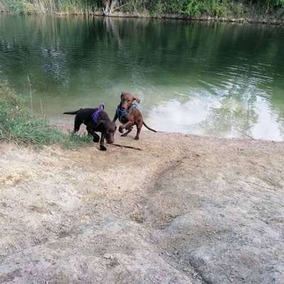 Dogorama-Monats-Challenge-Mai "Wasser"-Beitrag-Bild