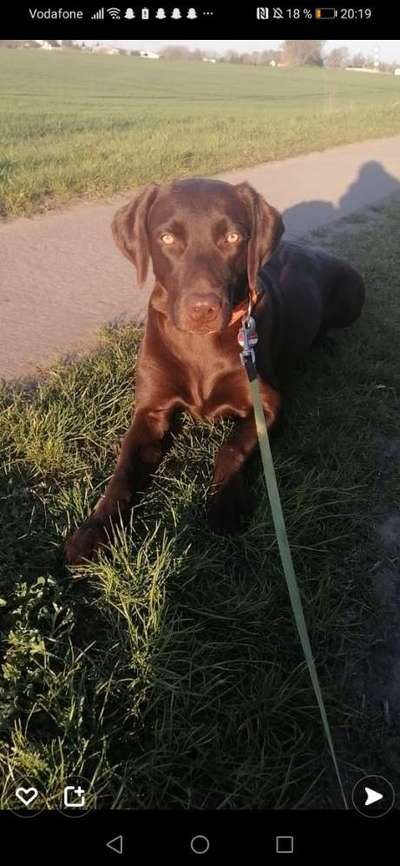 Labradorfans-Beitrag-Bild