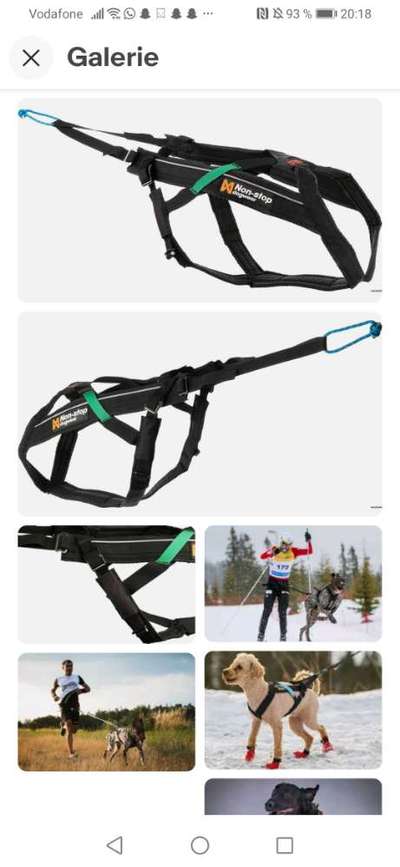 bikejöring-Beitrag-Bild