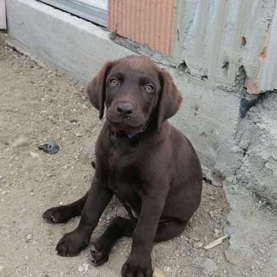 Welpen Bilder !-Beitrag-Bild