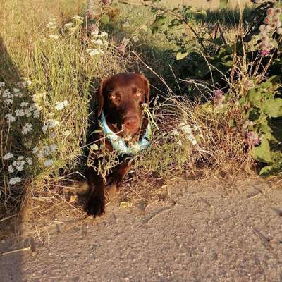 Hundetreffen-Hundetreff🐾🌸-Bild