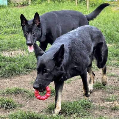 Hundetreffen-Spielrunde mit deutschen Schäferhunden-Bild